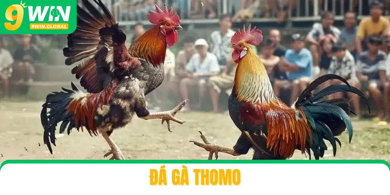 Làm Sao Để Chơi Đá Gà Thomo Mà Không Bị Chặn?