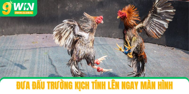 Đưa đấu trường kịch tính lên ngay màn hình