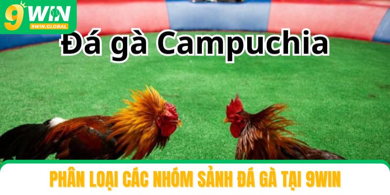 Phân loại các nhóm sảnh đá gà tại 9win